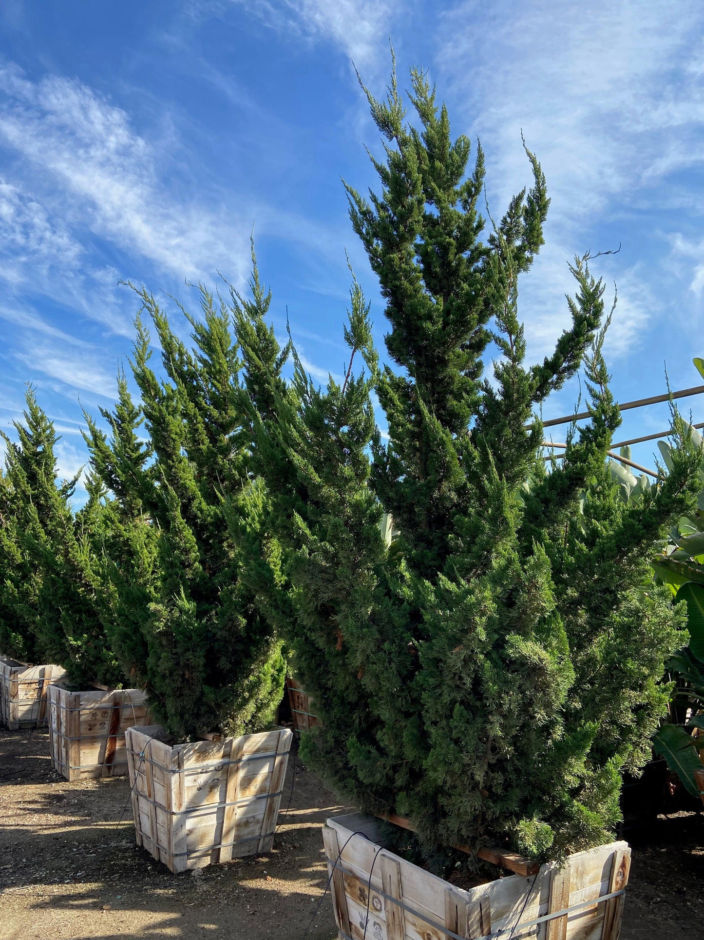 hollywood juniper bonsai tree Hollywood Juniper (Juniperus chinensis 'Torulosa')