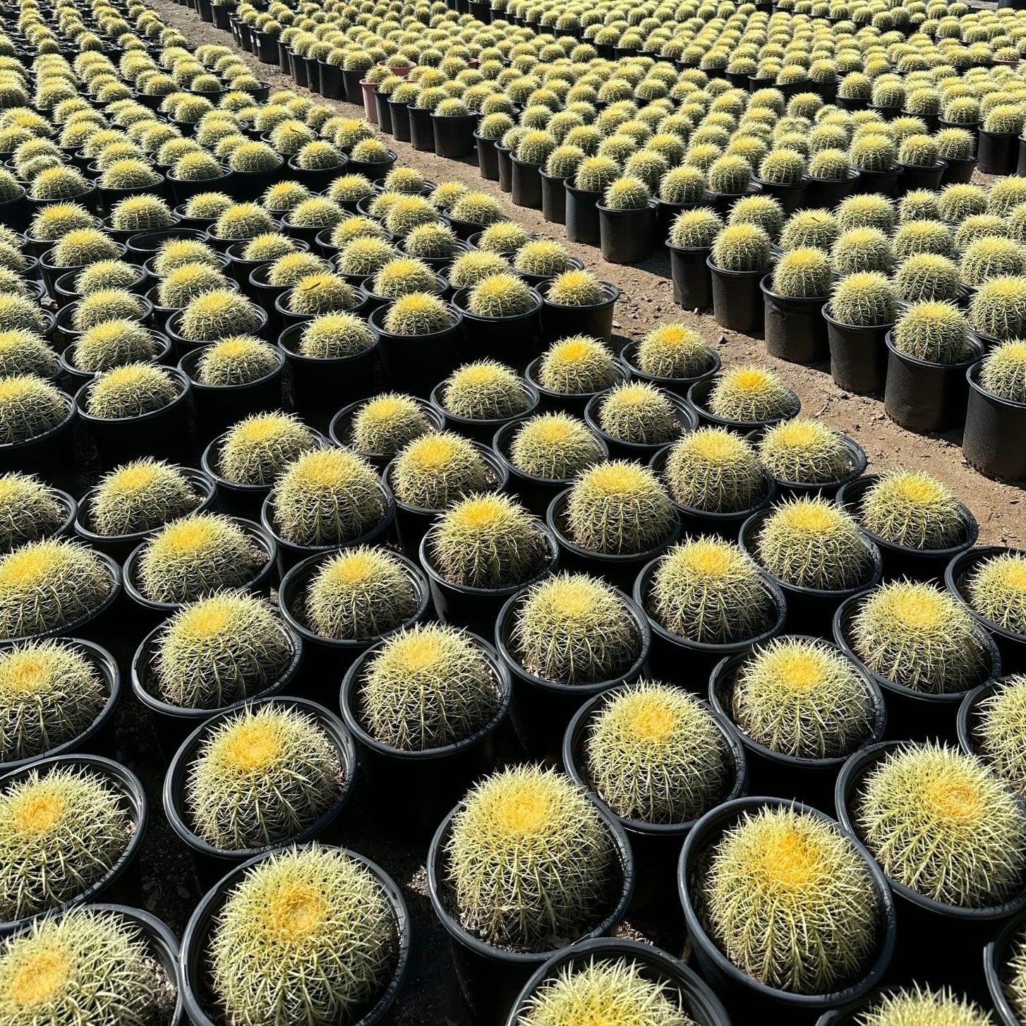 Yardwe Golden Barrel Cactus
