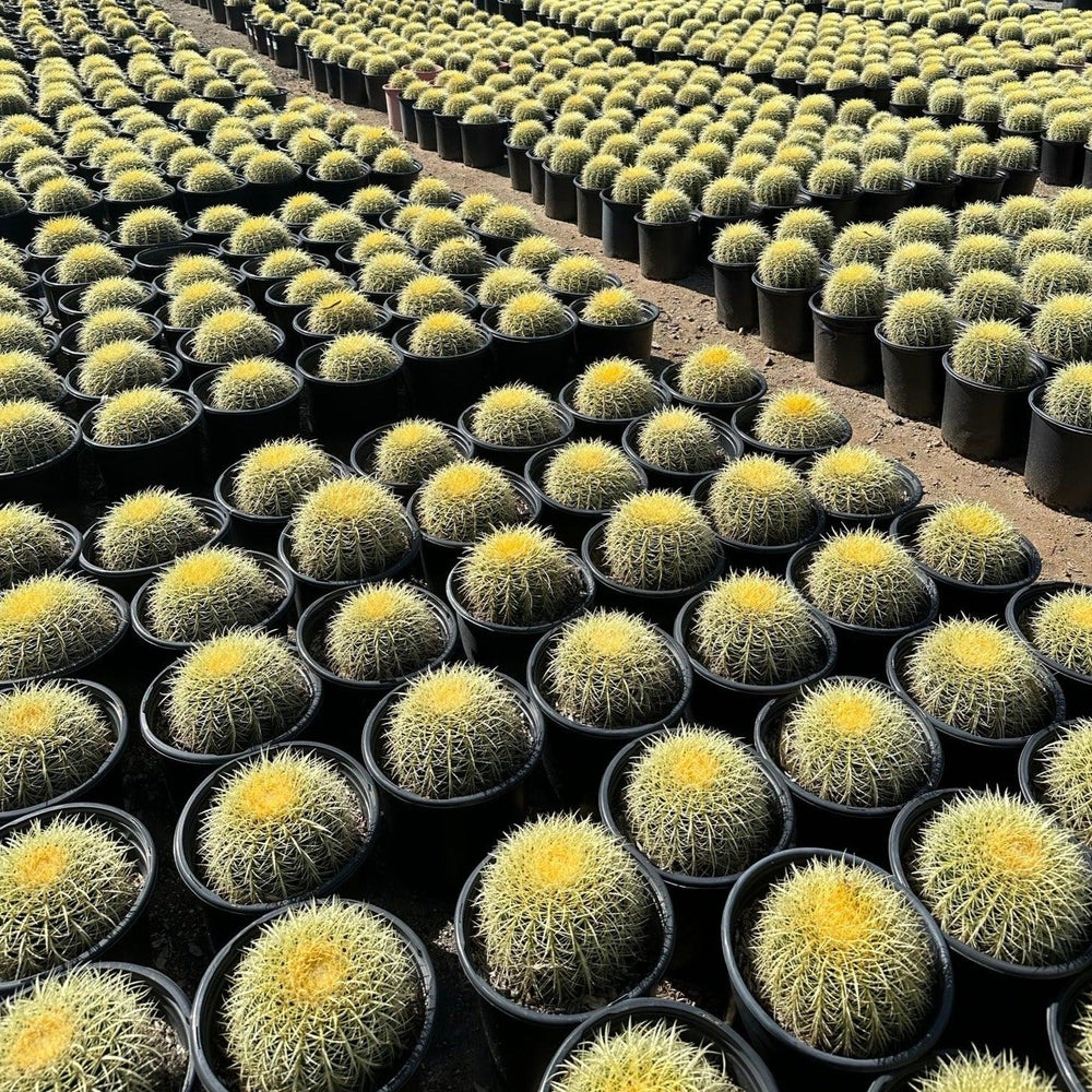 
                      
                        Golden Barrel Cactus - Echinocactus grusonii - Pulled Nursery
                      
                    