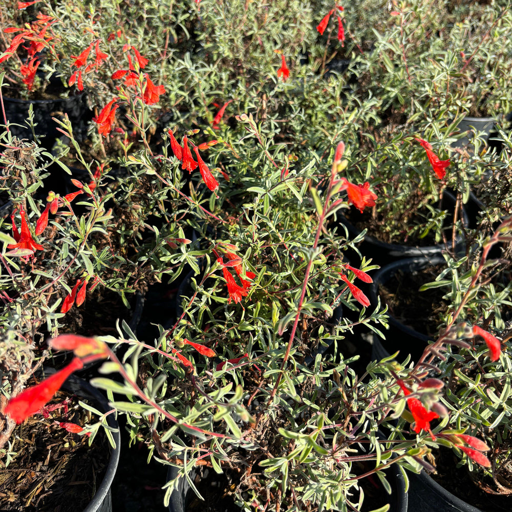 
                      
                        Willowherb (Epilobium canum) - Pulled Nursery
                      
                    