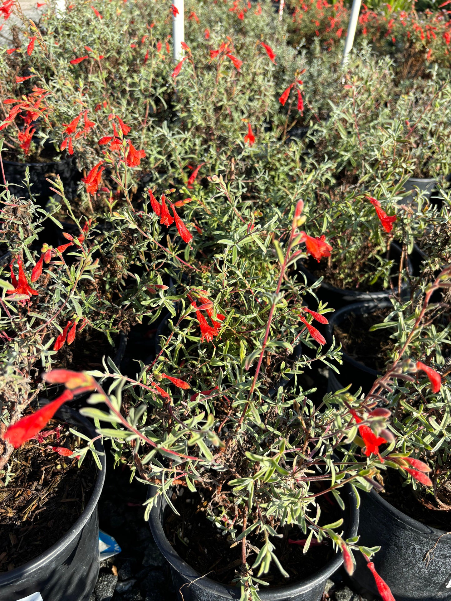 Willowherb (Epilobium canum) - Pulled Nursery