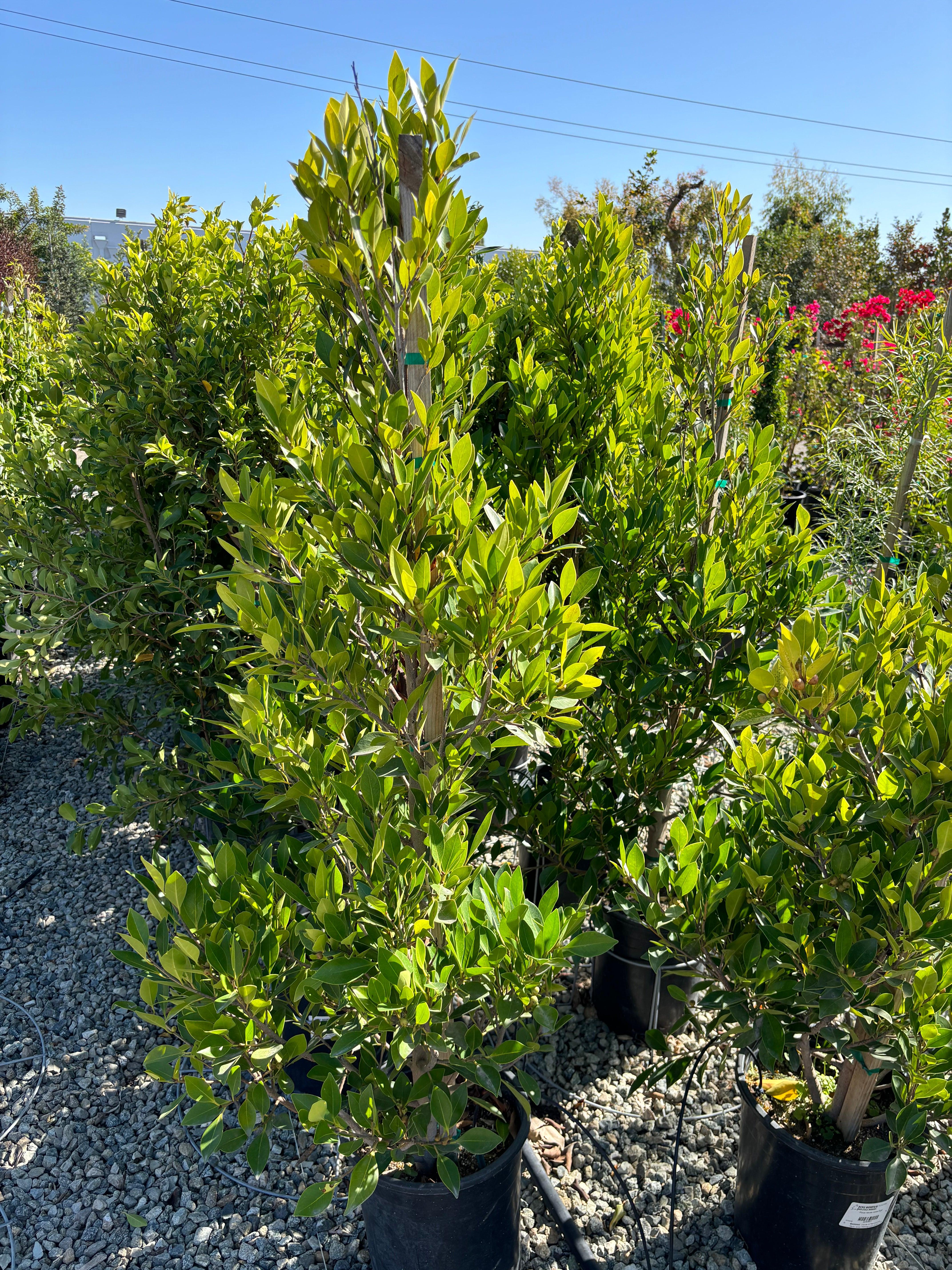 Ficus Nitida (Indian Laurel) Columns For Sale – Yardwork