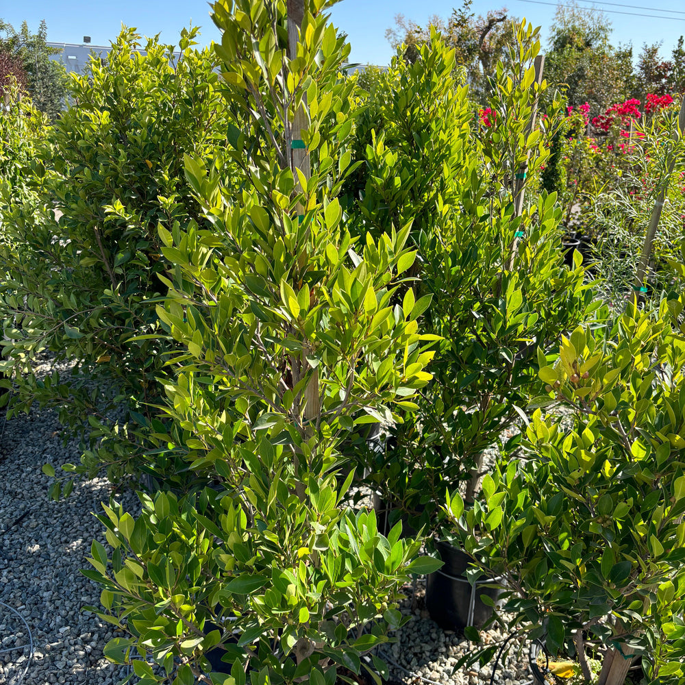 
                      
                        Indian Laurel Columns - Ficus microcarpa nitida - Pulled Nursery
                      
                    