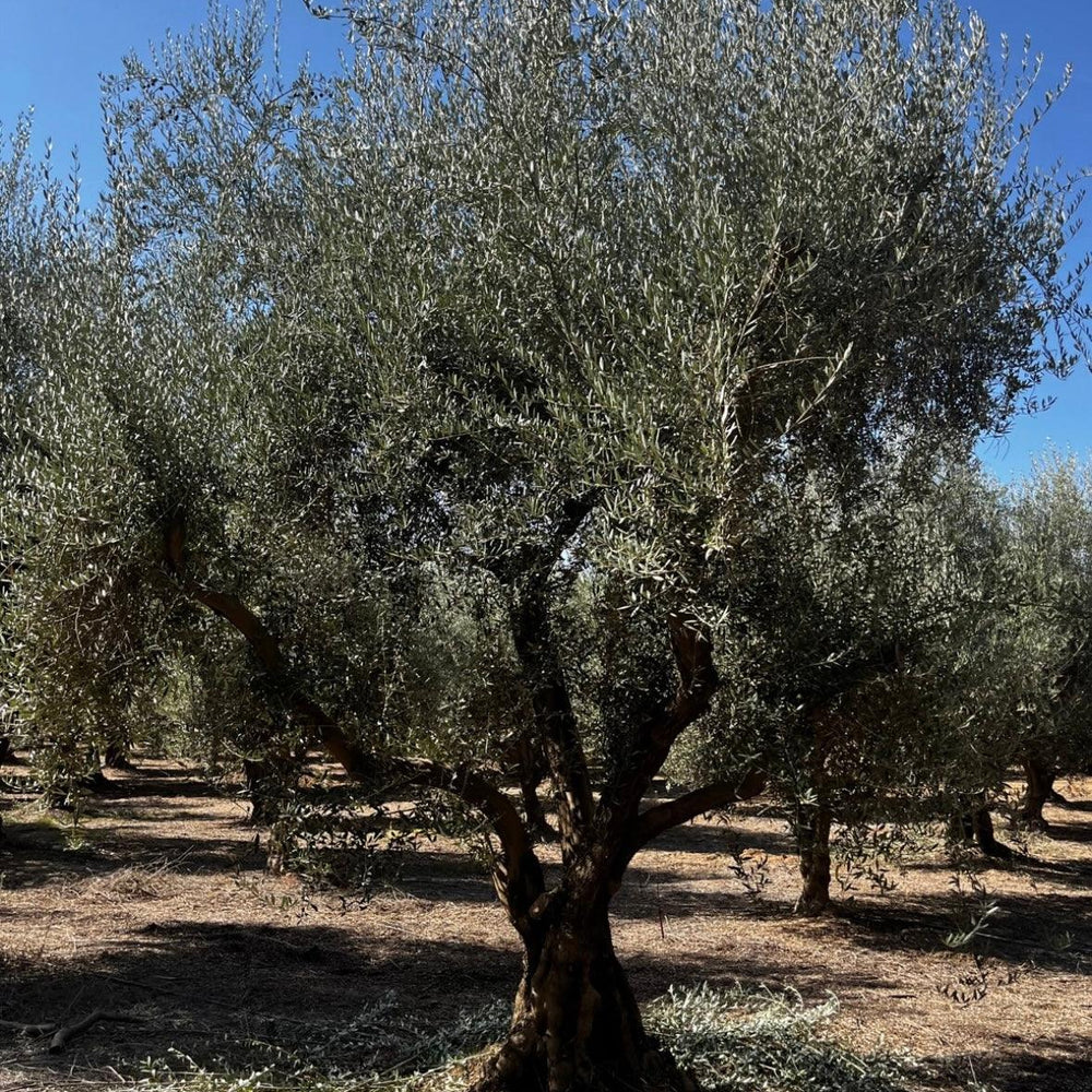 
                      
                        Manzanillo Fruiting Olive Tree (Olea europaea 'Manzanillo') - Pulled Nursery
                      
                    