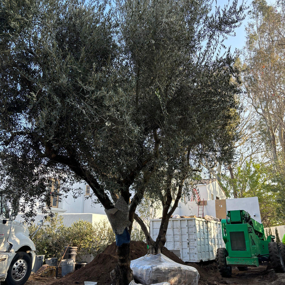 Manzanillo Fruiting Olive Tree (Olea europaea 'Manzanillo') - Pulled Nursery