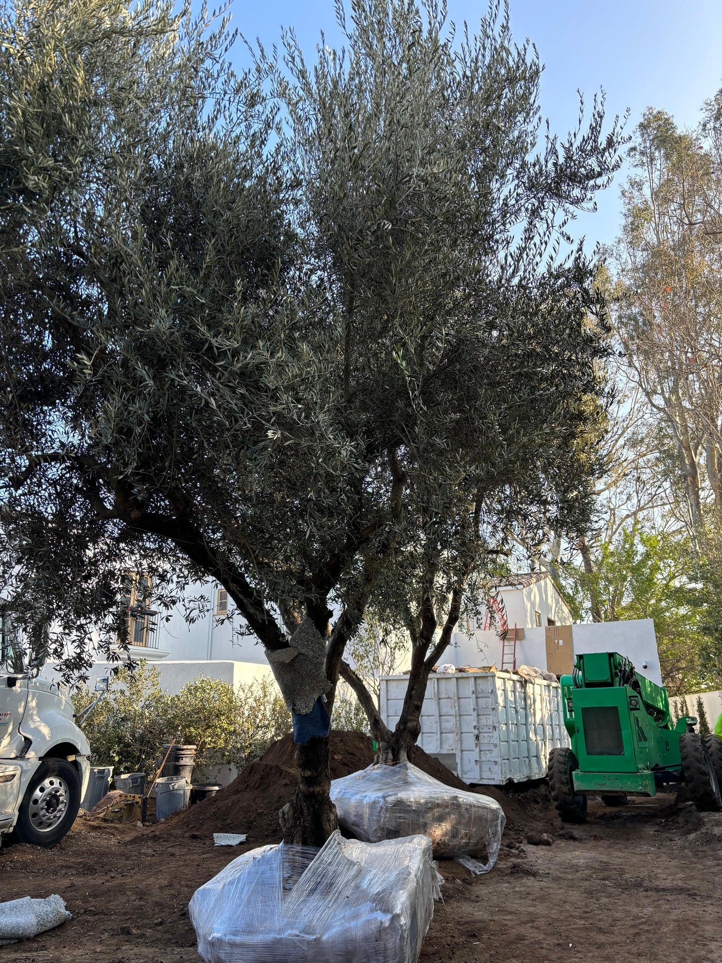 Manzanillo Fruiting Olive Tree (Olea europaea 'Manzanillo') - Pulled Nursery