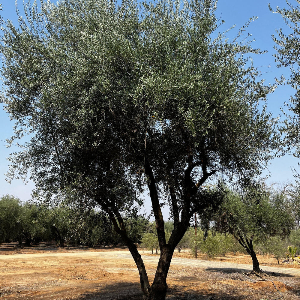 
                      
                        Manzanillo Fruiting Olive Tree (Olea europaea 'Manzanillo') - Pulled Nursery
                      
                    