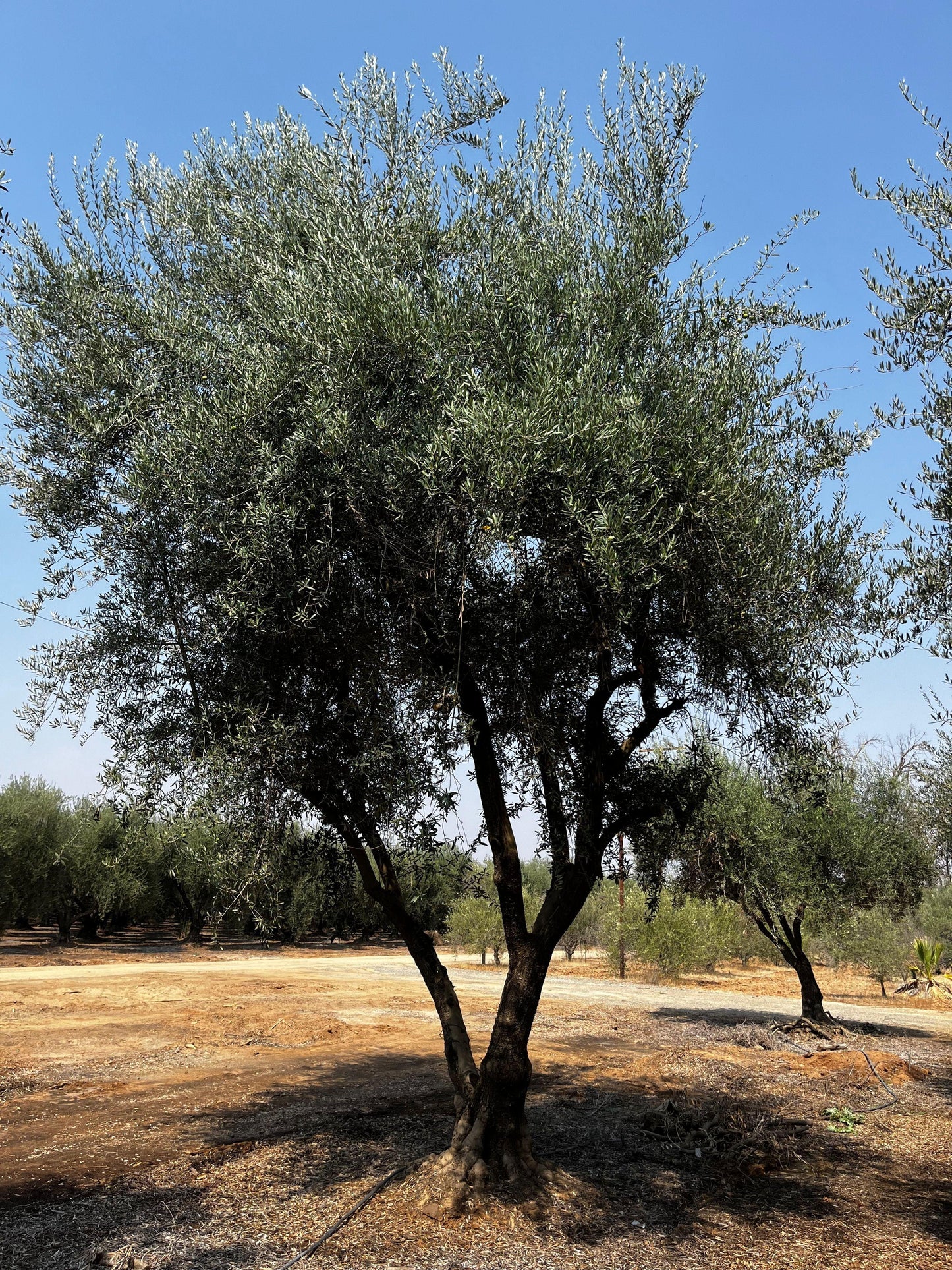 Manzanillo Fruiting Olive Tree (Olea europaea 'Manzanillo') - Pulled Nursery