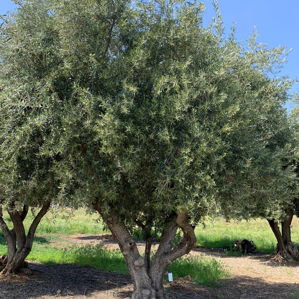 
                      
                        Sevillano Olive Tree (Olea europaea 'Sevillano') - Pulled Nursery
                      
                    