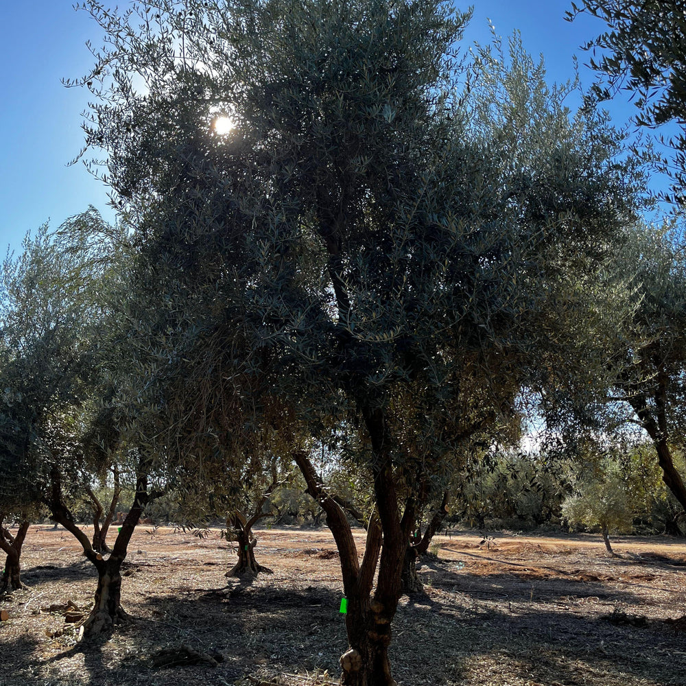 
                      
                        Manzanillo Fruiting Olive Tree (Olea europaea 'Manzanillo') - Pulled Nursery
                      
                    