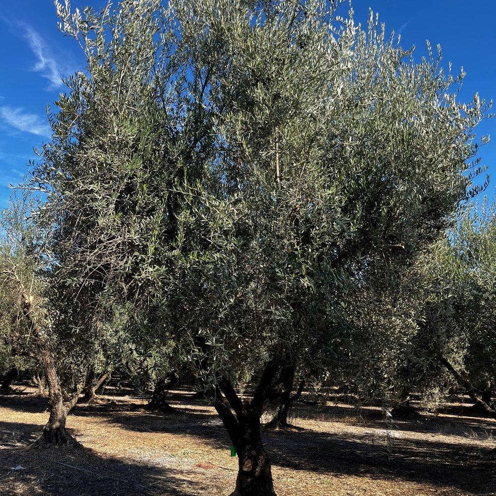 
                      
                        Manzanillo Fruiting Olive Tree (Olea europaea 'Manzanillo') - Pulled Nursery
                      
                    