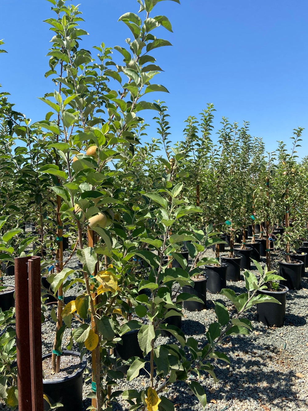 Gala Apple Tree - Pulled Nursery