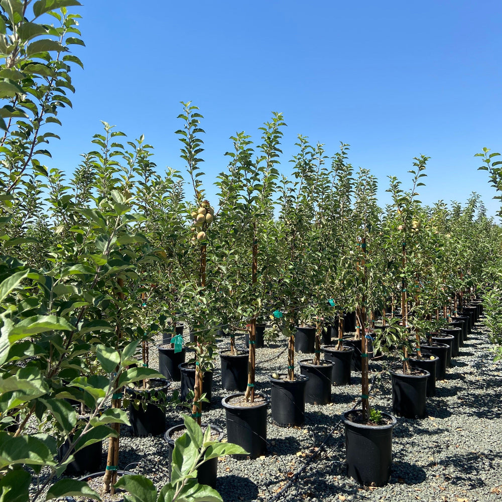 Gala Apple Tree - Pulled Nursery