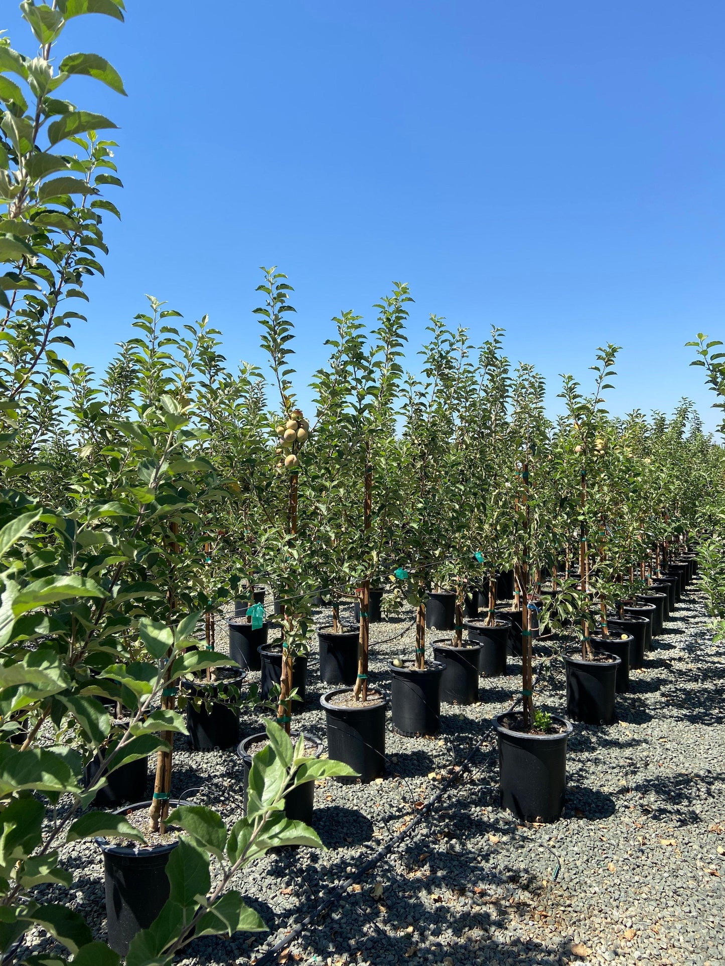 Honeycrisp Apple Tree - Pulled Nursery