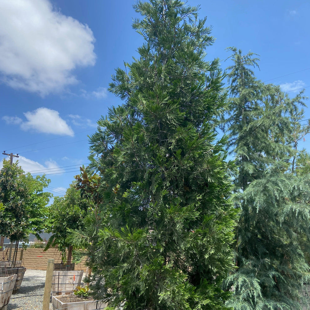 
                      
                        Incense Cedar (Calocedrus Decurrens) - Pulled Nursery
                      
                    