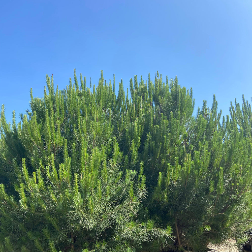 
                      
                        Italian Stone Pine - Pinus Pinea - Pulled Nursery
                      
                    