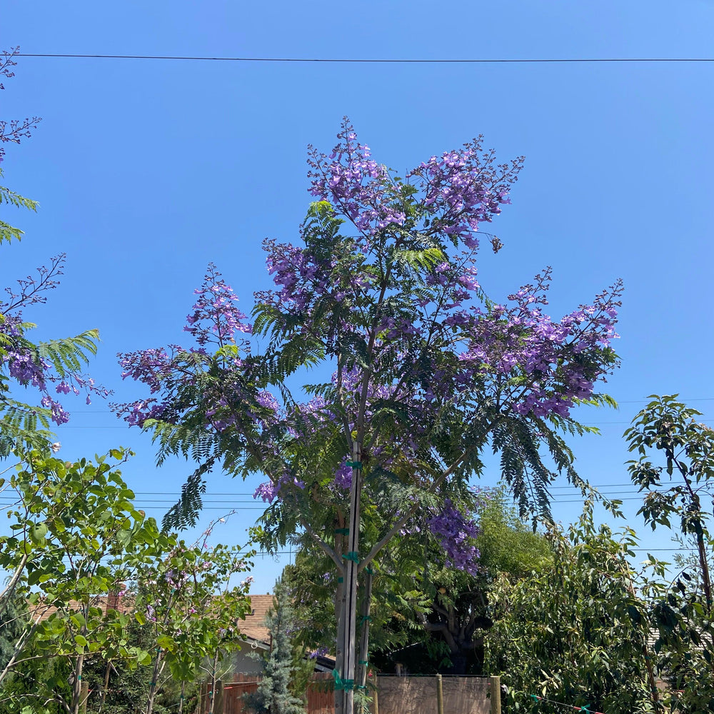 
                      
                        Jacaranda - Jacaranda Mimosifolia - Pulled Nursery
                      
                    