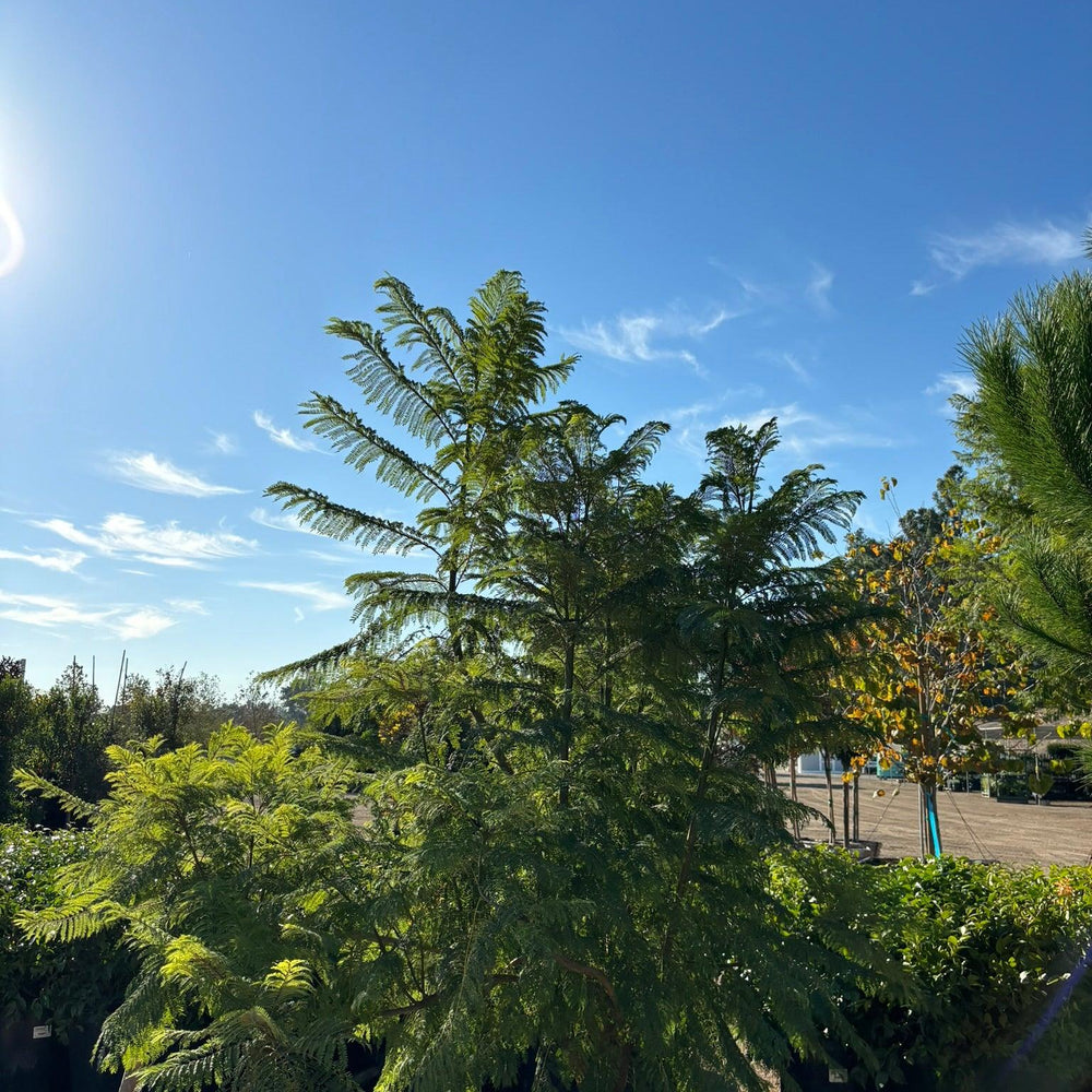 
                      
                        Jacaranda - Jacaranda Mimosifolia - Pulled Nursery
                      
                    