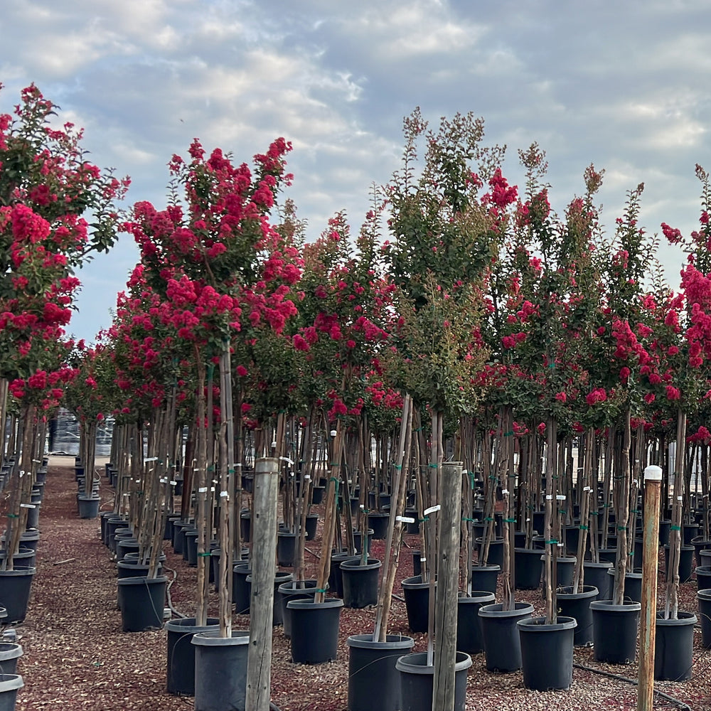 Tuscarora Crape Myrtle - Lagerstroemia  indica x fauriei 'Tuscarora'