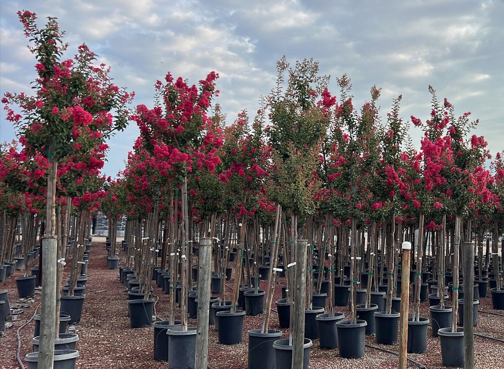 Tuscarora Crape Myrtle - Lagerstroemia  indica x fauriei 'Tuscarora'