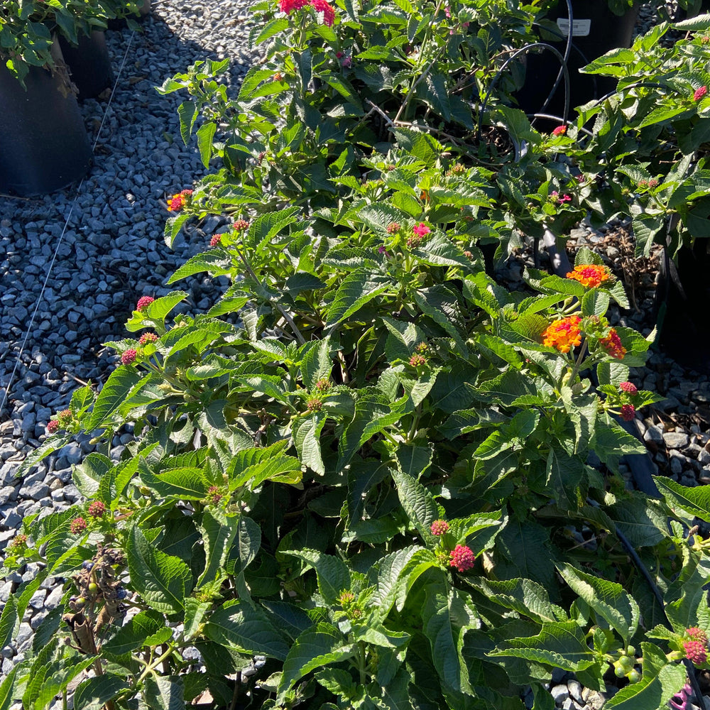 
                      
                        Lantana - Pulled Nursery
                      
                    