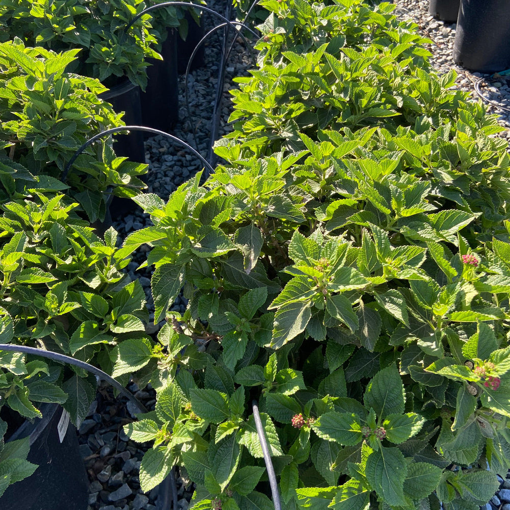 
                      
                        Lantana - Pulled Nursery
                      
                    