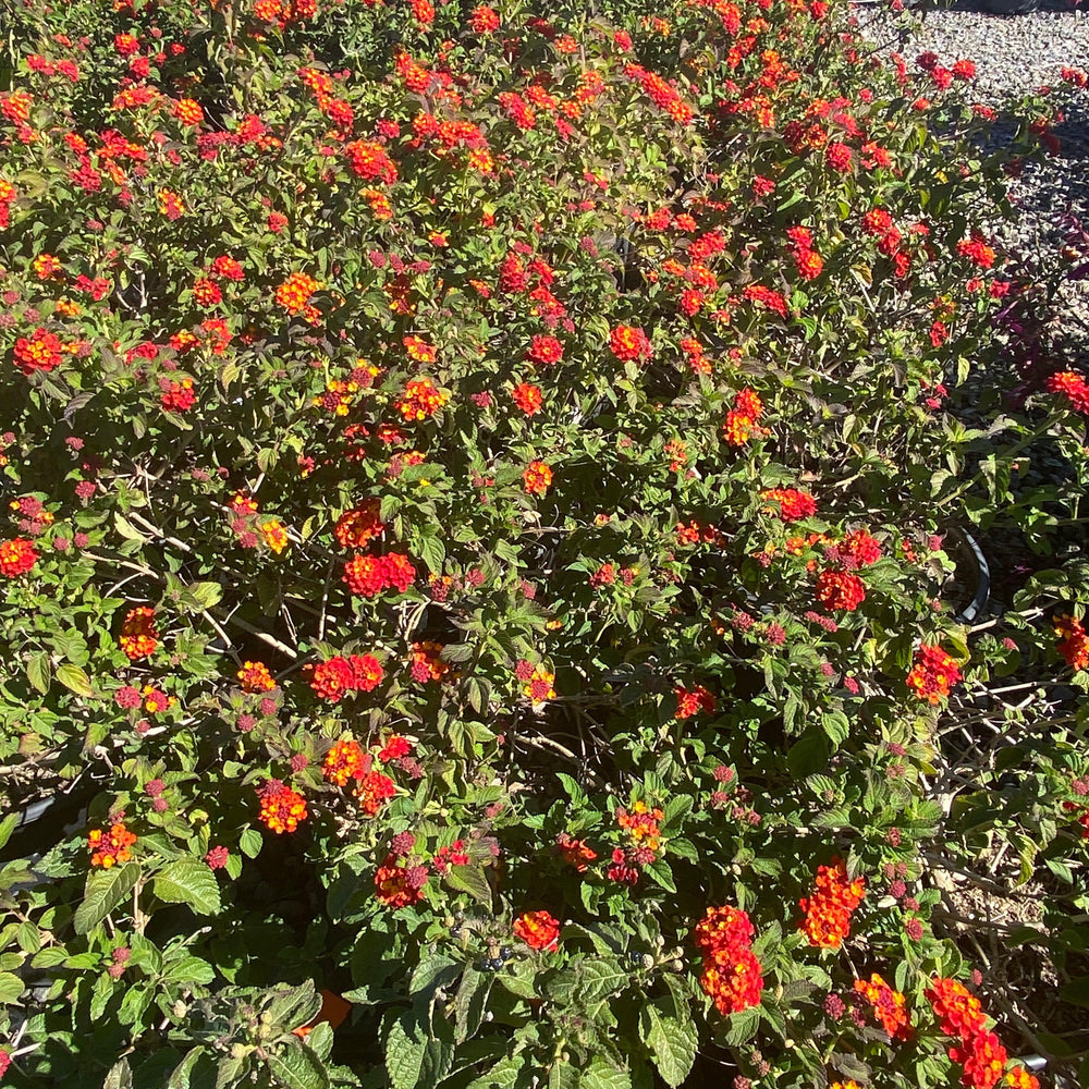 
                      
                        Lantana - Pulled Nursery
                      
                    