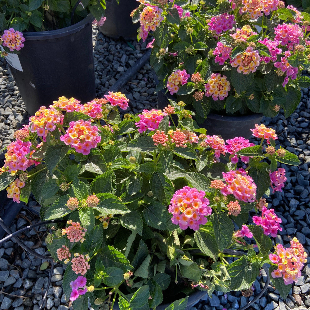 
                      
                        Lantana - Pulled Nursery
                      
                    