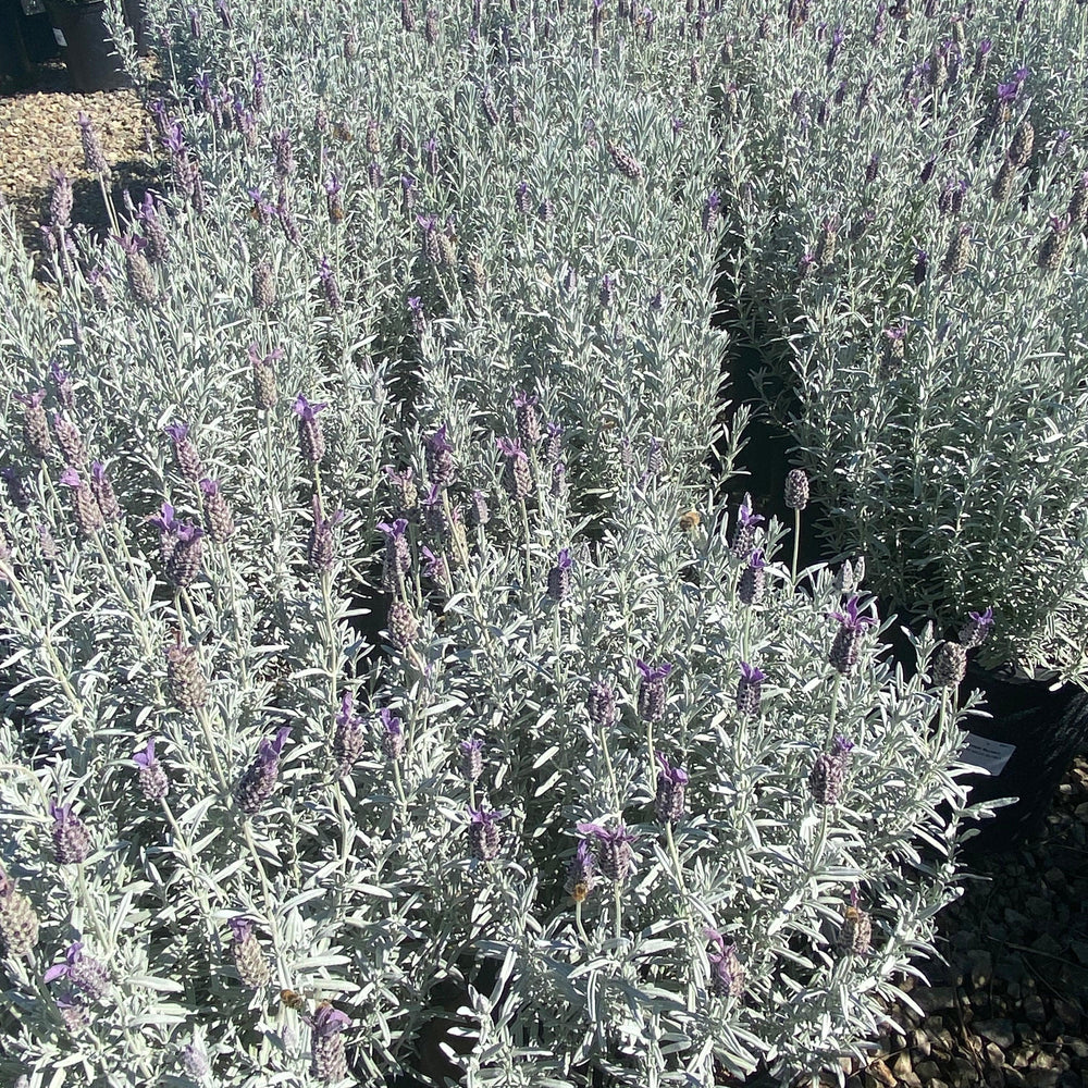 
                      
                        Lavender - Lavandula - Pulled Nursery
                      
                    