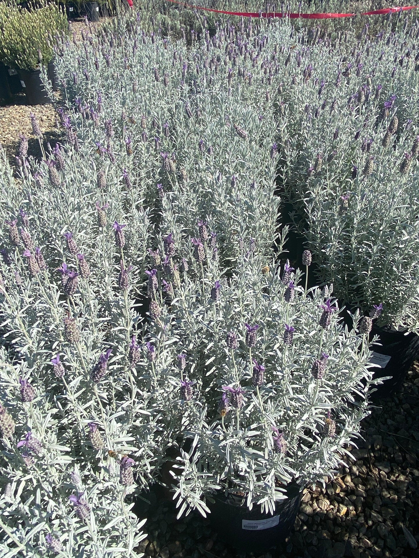 shop lavender plants Lavender