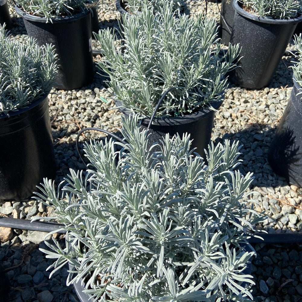 silver leaf lavender plant Lavender