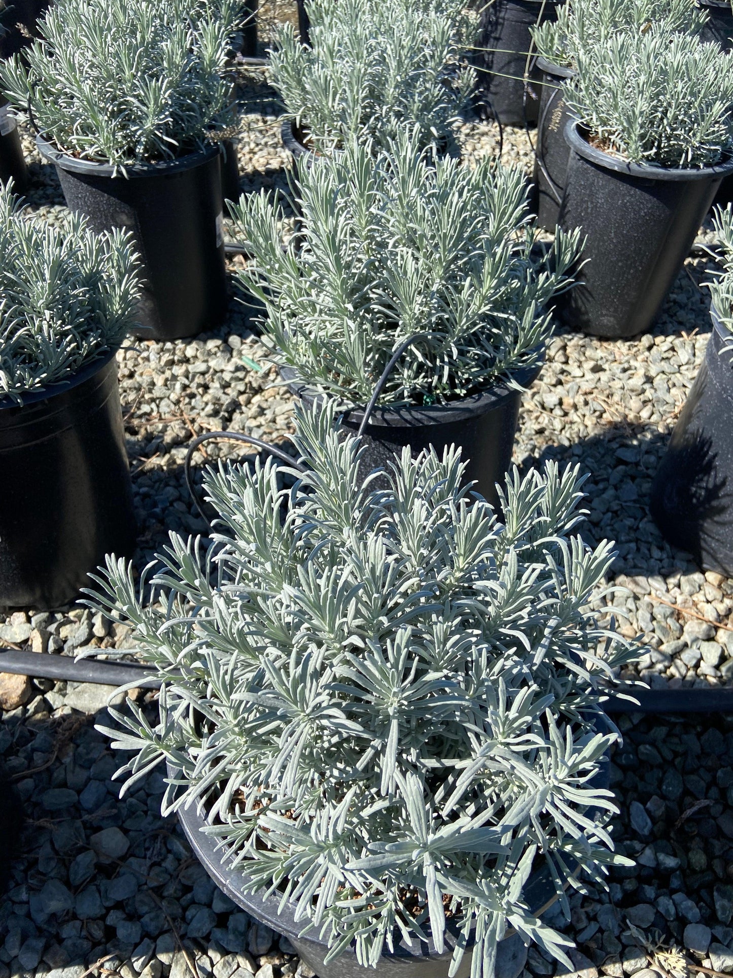 lavender tree not blooming Lavender - Lavandula