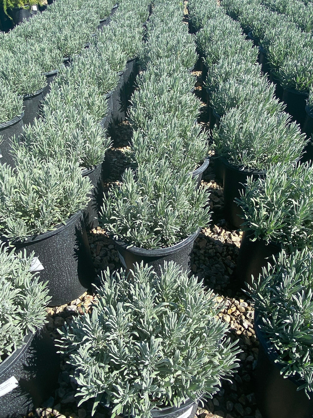 Lavender - Lavandula - Pulled Nursery