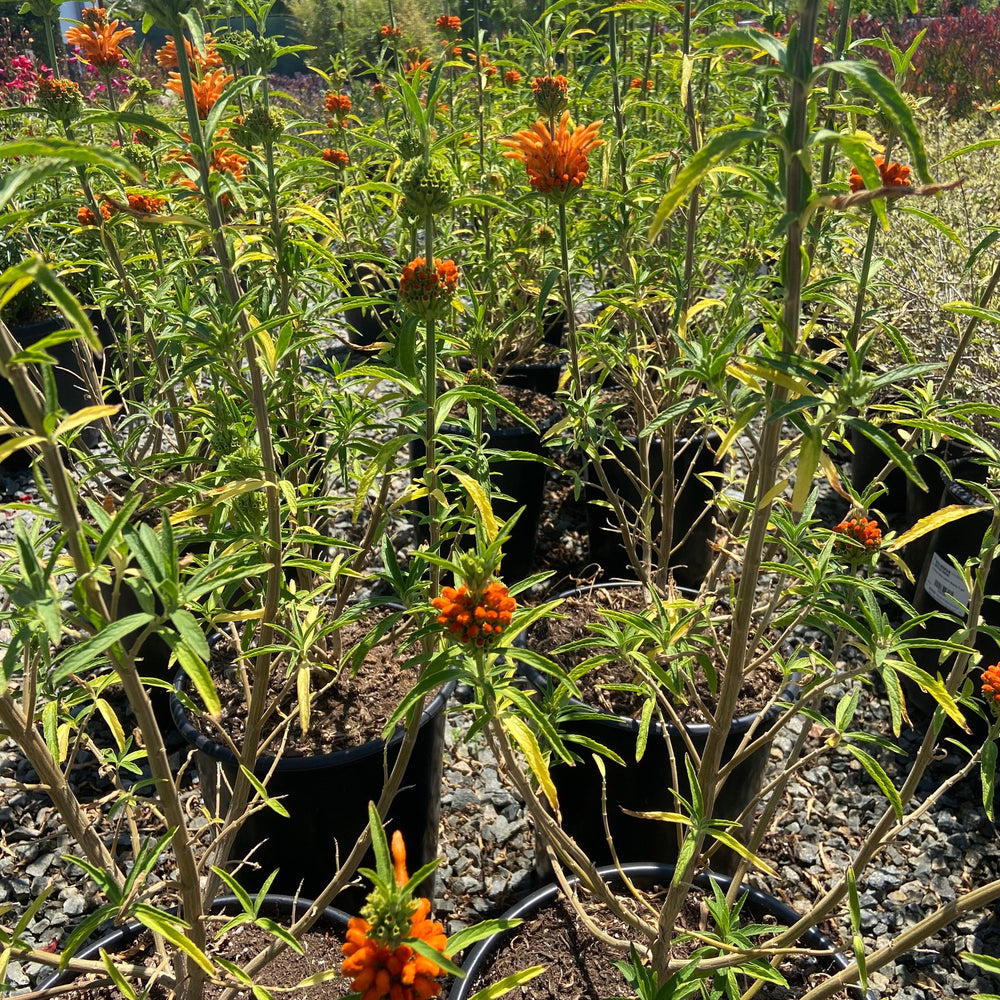 Lion's Ear - Leonotis leonurus - Pulled Nursery