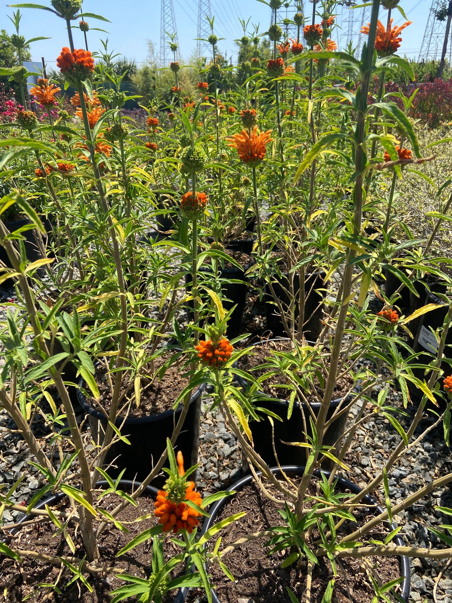 Lion's Ear - Leonotis leonurus - Pulled Nursery