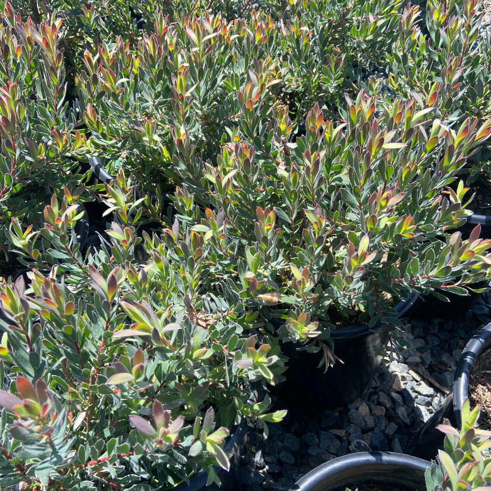 Conebush - Leucodendron - Pulled Nursery