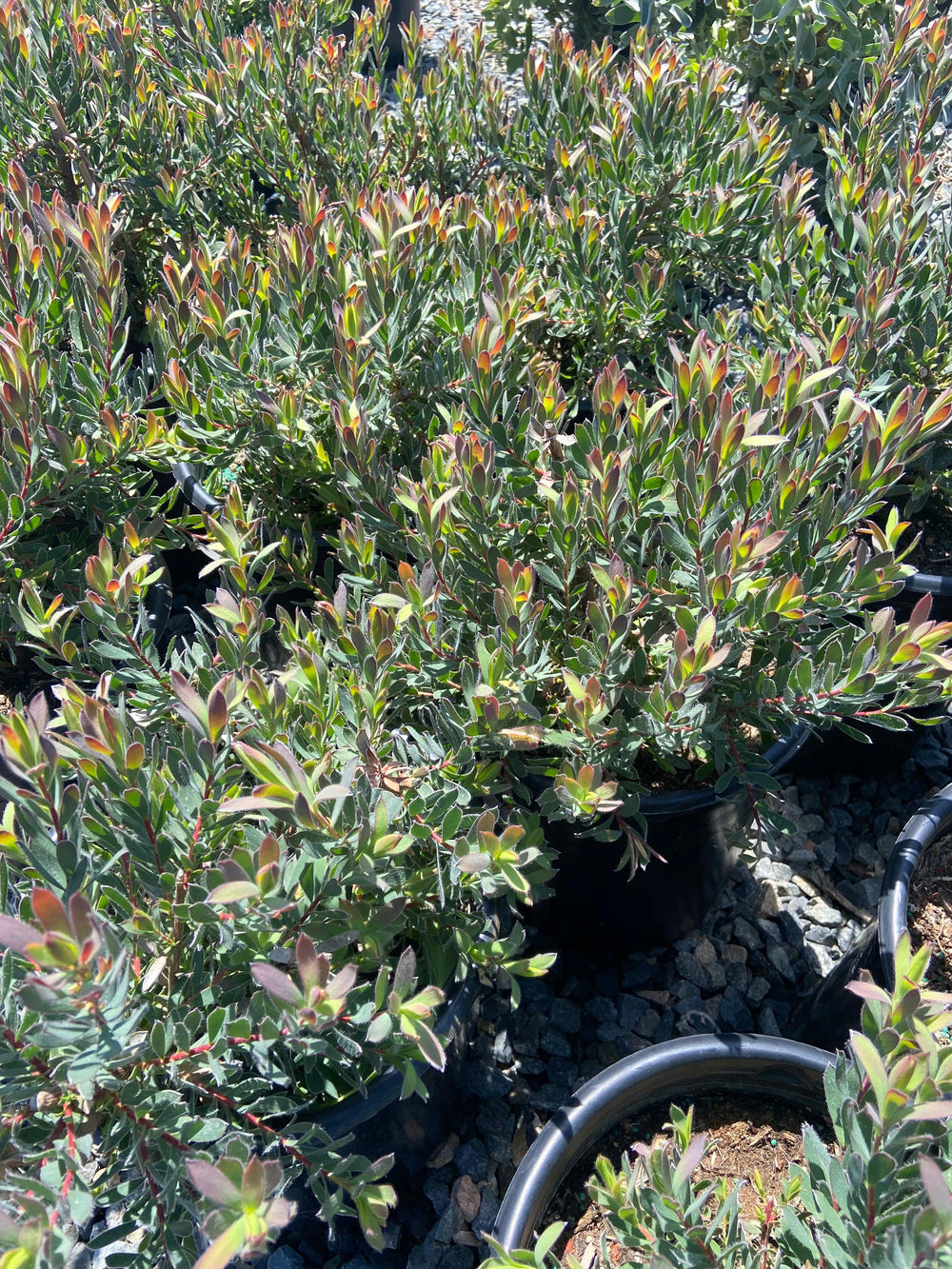 Conebush - Leucodendron - Pulled Nursery