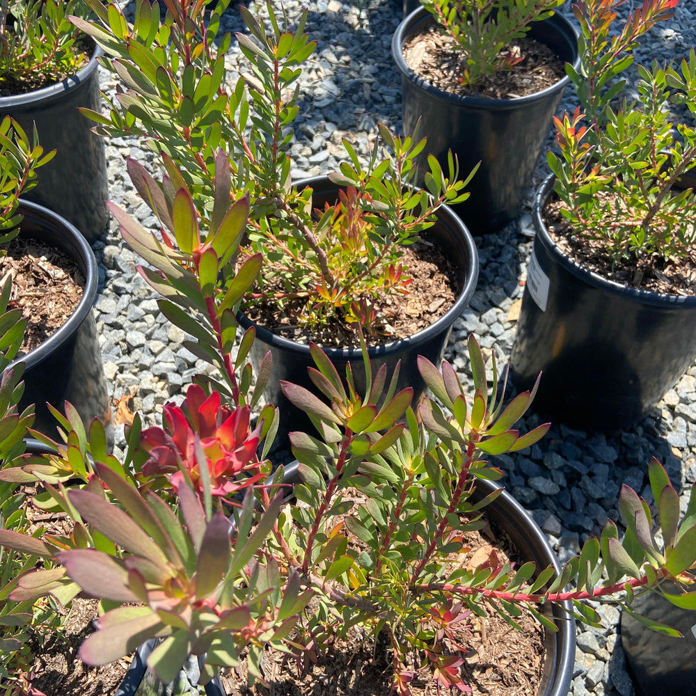 
                      
                        Conebush - Leucodendron - Pulled Nursery
                      
                    