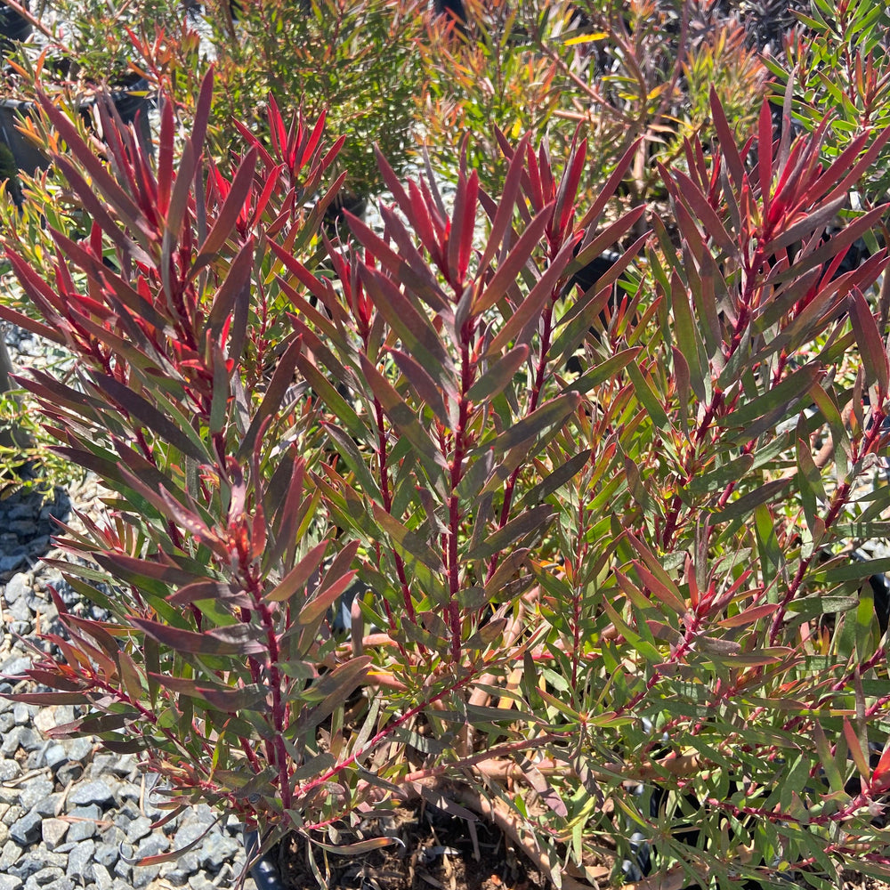 
                      
                        Conebush - Leucodendron - Pulled Nursery
                      
                    