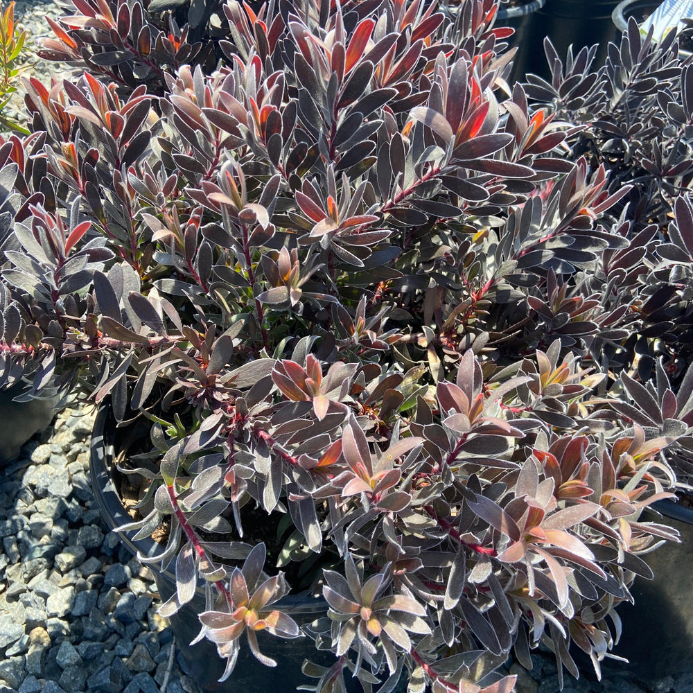 
                      
                        Conebush - Leucodendron - Pulled Nursery
                      
                    