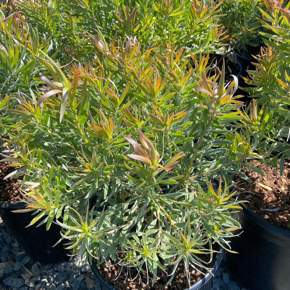 Conebush - Leucodendron - Pulled Nursery