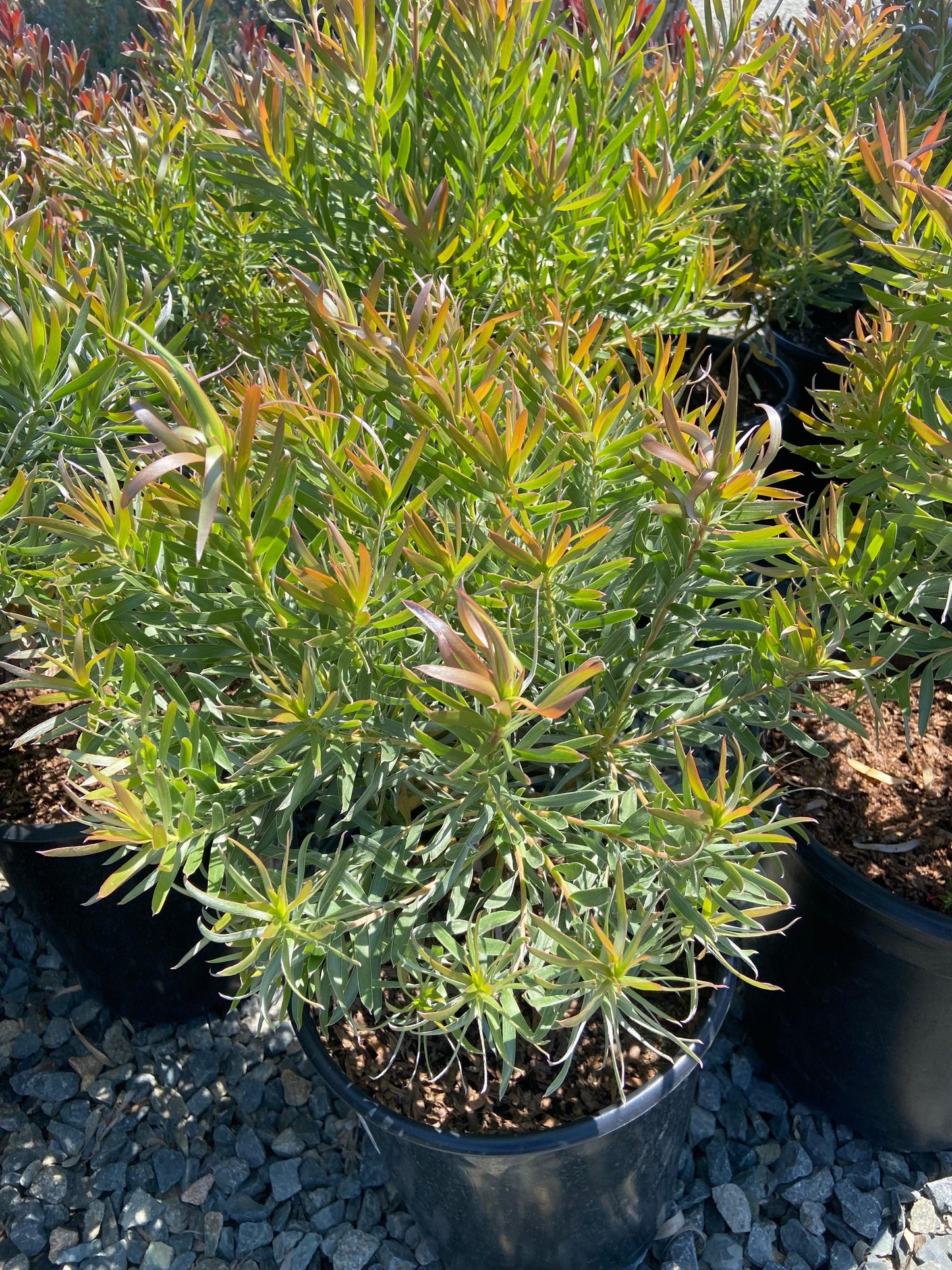 Conebush - Leucodendron - Pulled Nursery