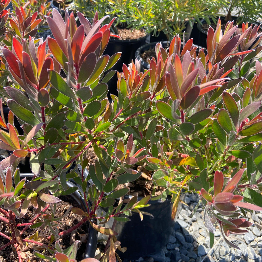 
                      
                        Conebush - Leucodendron - Pulled Nursery
                      
                    