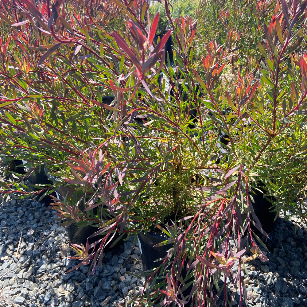 
                      
                        Conebush - Leucodendron - Pulled Nursery
                      
                    