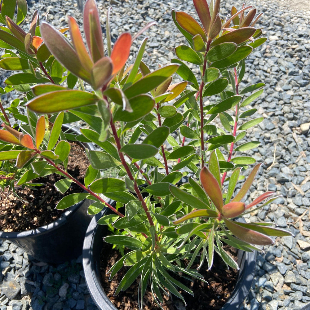 
                      
                        Conebush - Leucodendron - Pulled Nursery
                      
                    