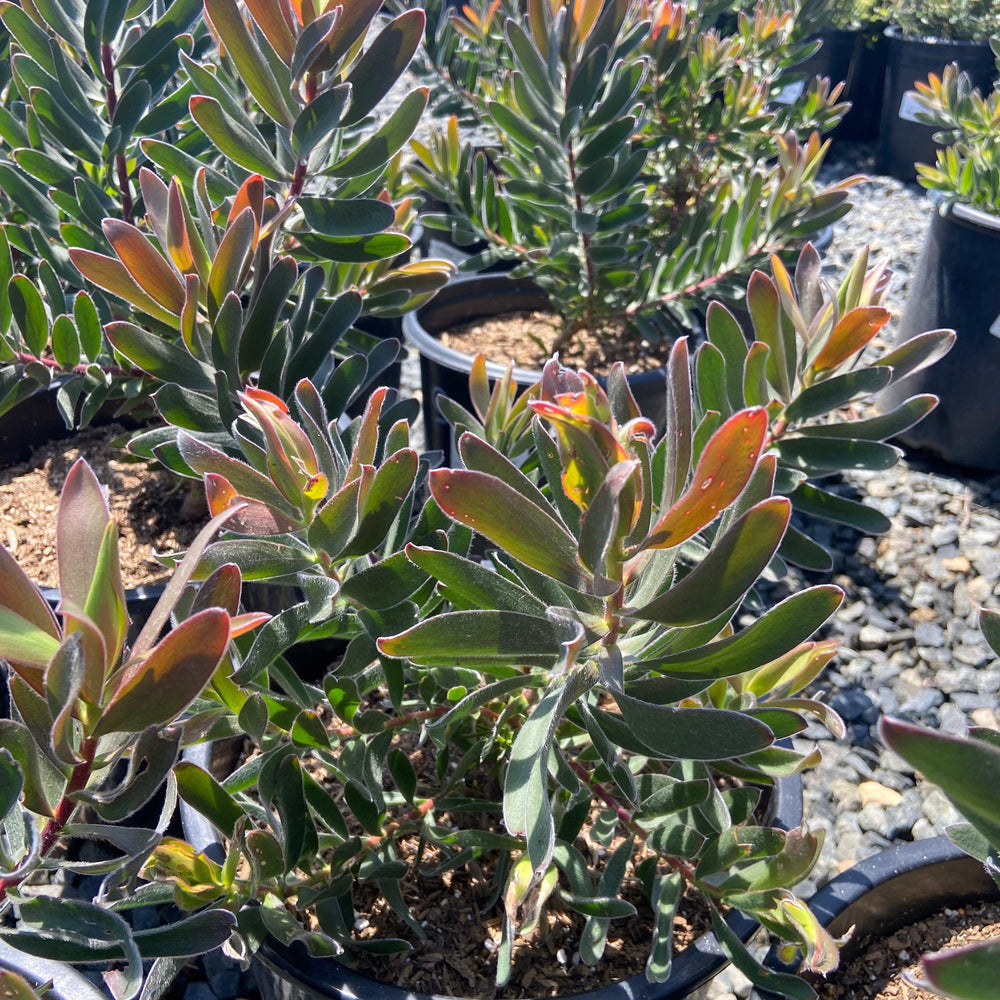 
                      
                        Conebush - Leucodendron - Pulled Nursery
                      
                    