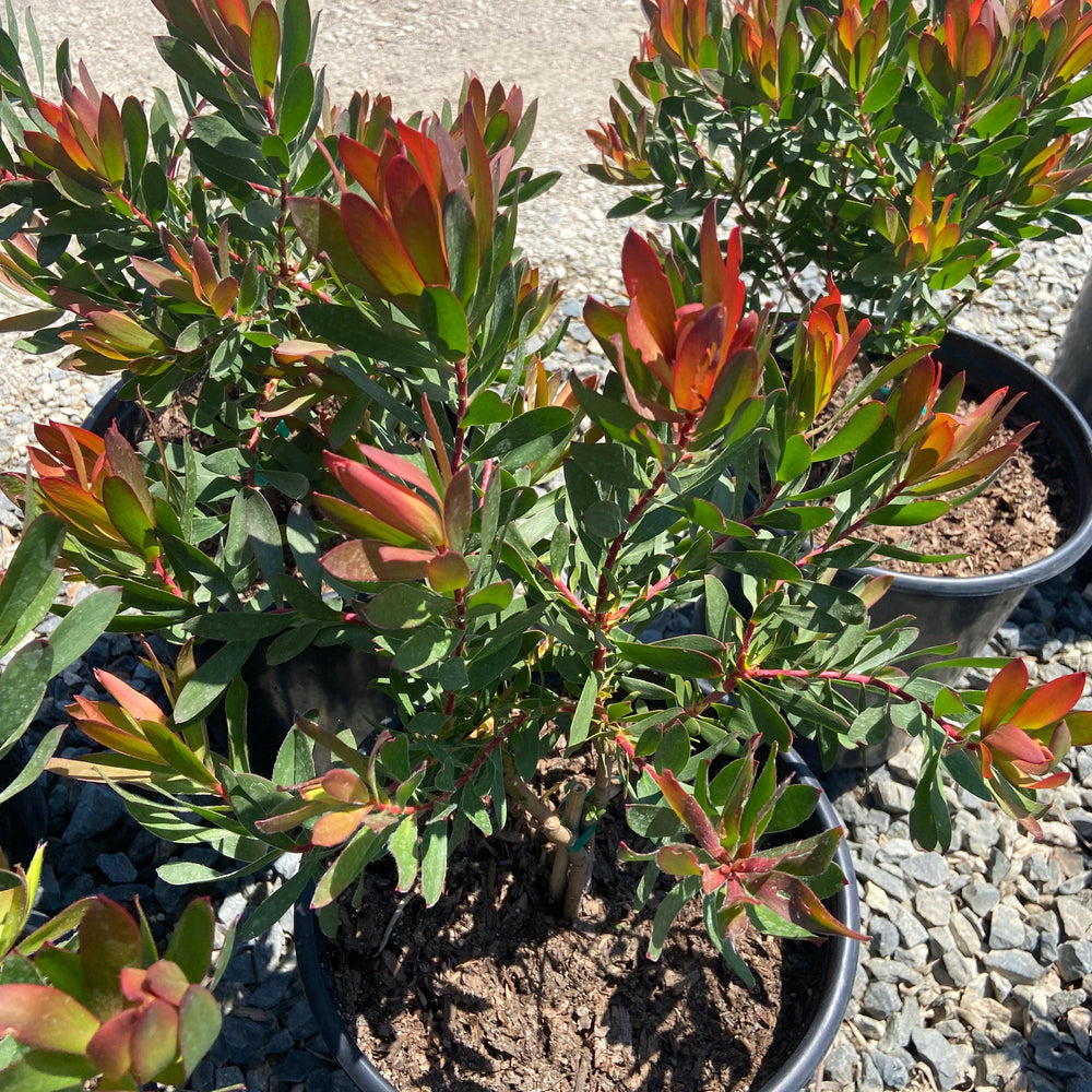 
                      
                        Conebush - Leucodendron - Pulled Nursery
                      
                    