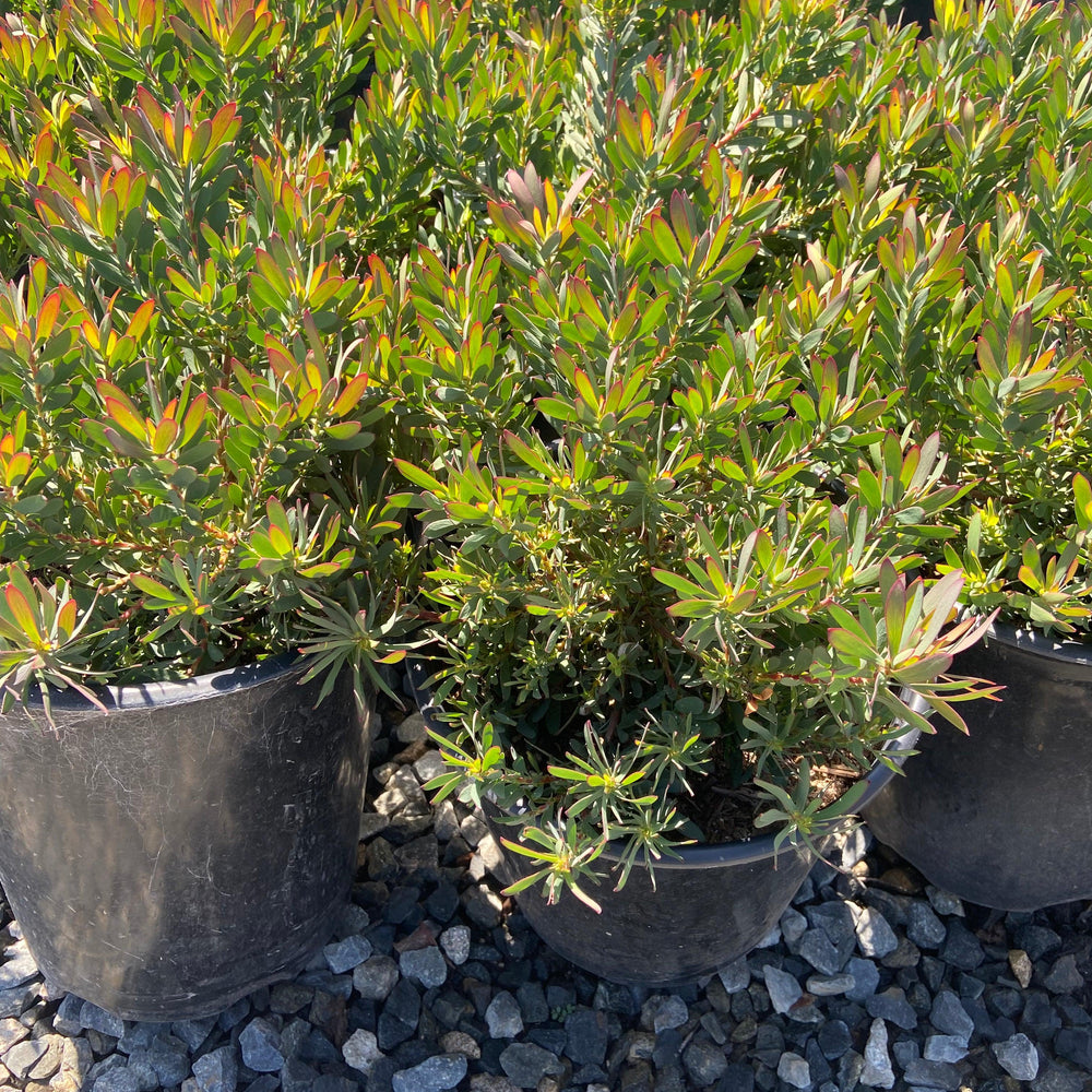 
                      
                        Conebush - Leucodendron - Pulled Nursery
                      
                    