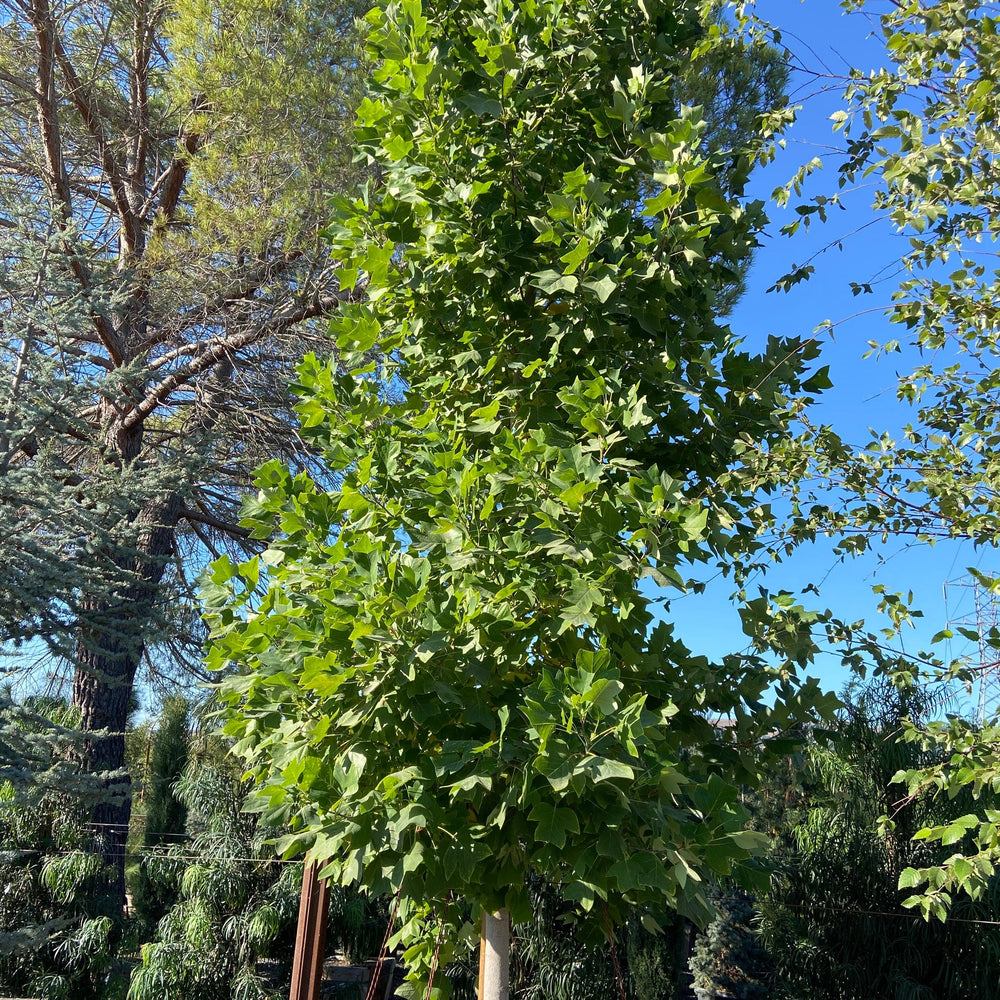 Tulip Tree - Liriodendron Tulipifera - Pulled Nursery