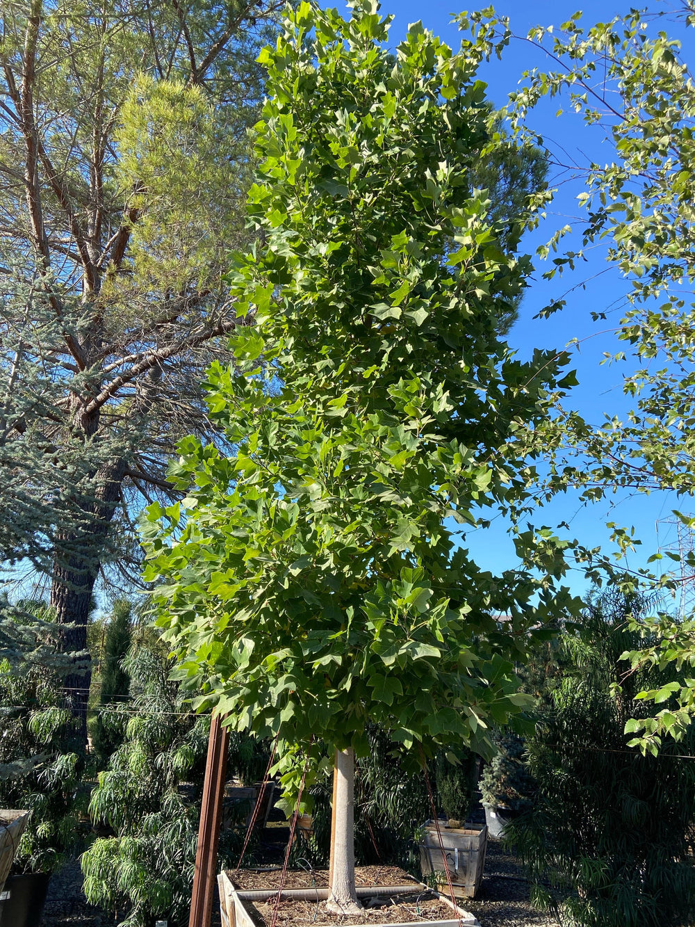 Tulip Tree - Liriodendron Tulipifera - Pulled Nursery